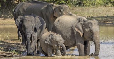 Los elefantes asiáticos prefieren hábitats fuera de áreas protegidas