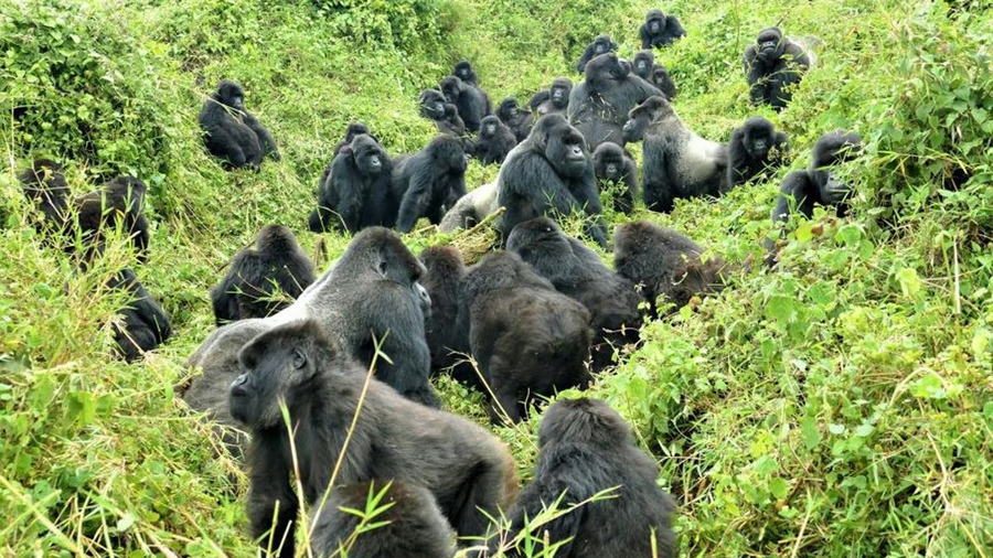 Explicación al raro éxito de conservación de los gorilas de montaña