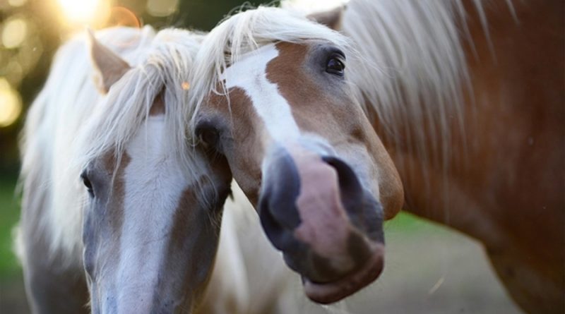 Investigadores descubren dónde surgió el ancestro de todos los caballos