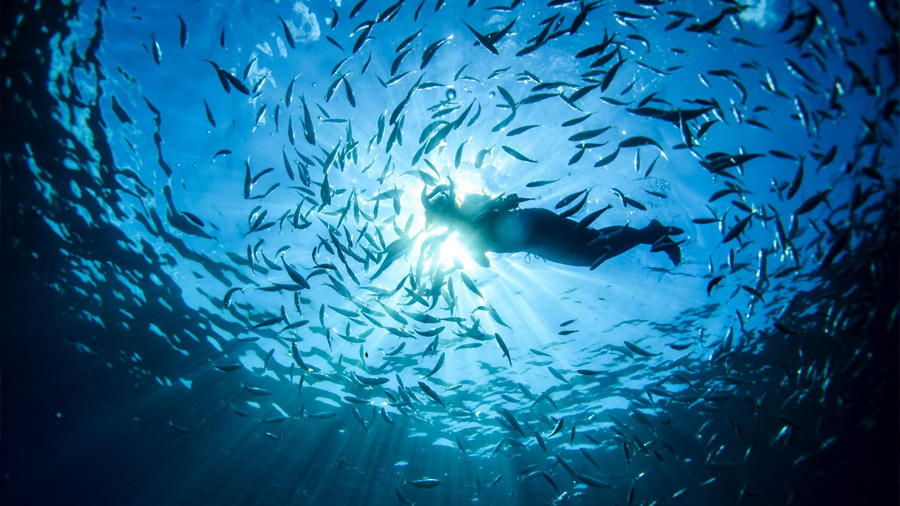 Investigadores descubren que unas bacterias marinas hunden el carbono en fondos oceánicos