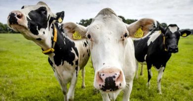 Descubren un lubricante con moco de vaca que previene enfermedades venéreas
