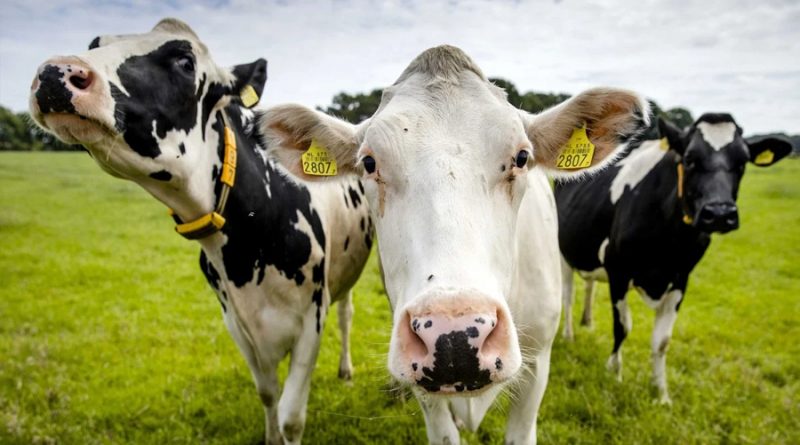 Descubren un lubricante con moco de vaca que previene enfermedades venéreas