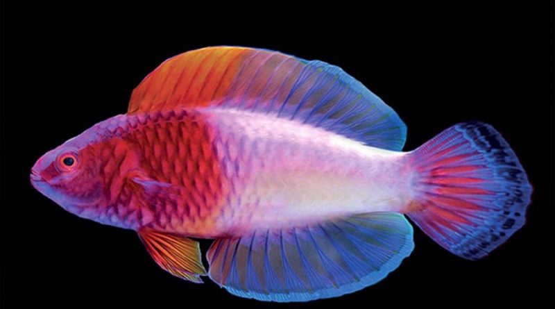 Descubren pez arcoíris, nace hembra y se convierte en macho
