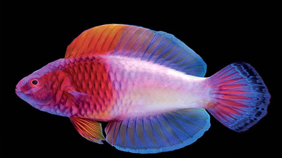 Descubren pez arcoíris, nace hembra y se convierte en macho