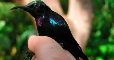 Nuevas especies de aves tropicales descubiertas en Indonesia