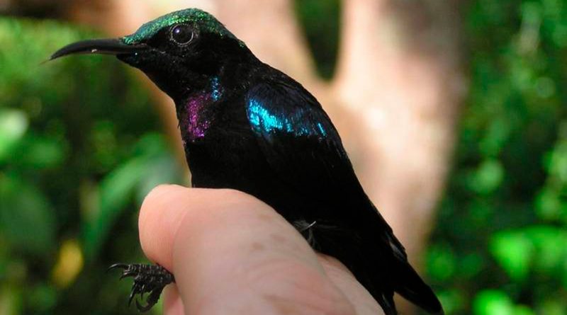 Nuevas especies de aves tropicales descubiertas en Indonesia