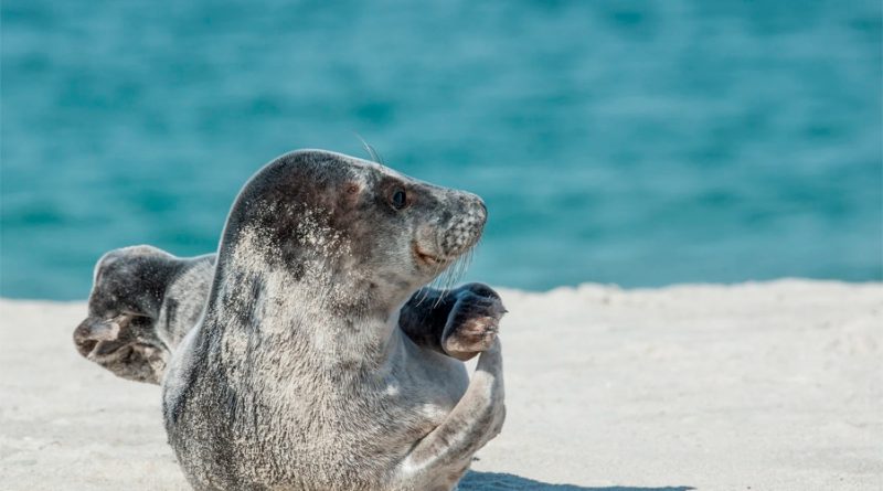 Las focas tienen sentido del ritmo: descubren que pueden detectarlo sin entrenamiento previo