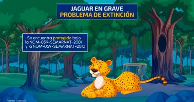 Jaguar: el máximo depredador de México está en peligro