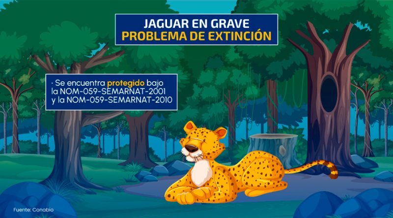 Jaguar: el máximo depredador de México está en peligro
