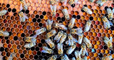 Un enjambre de abejas puede electrificar el aire y cambiar el clima