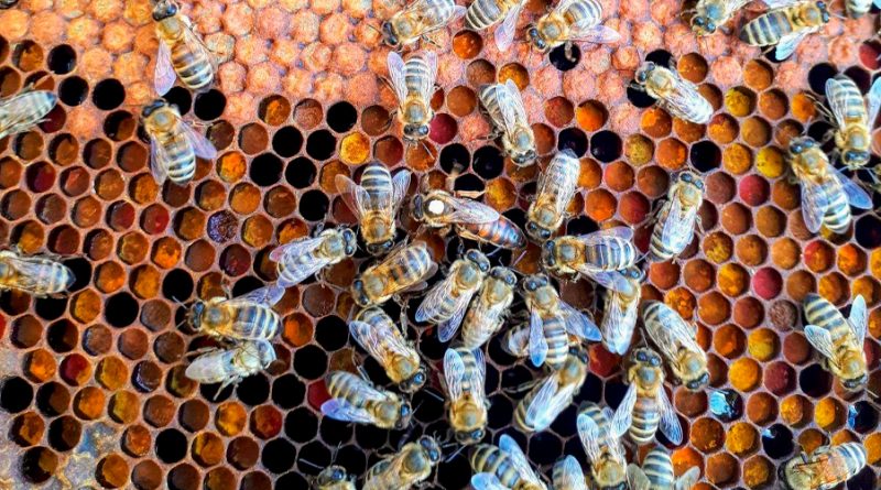 Un enjambre de abejas puede electrificar el aire y cambiar el clima
