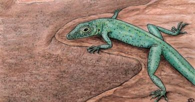 Un completo fósil escocés arroja luz sobre el origen de los lagartos