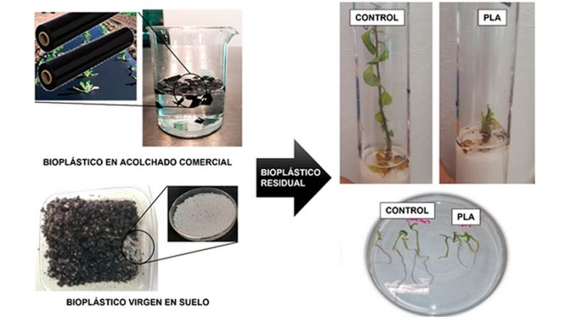 Bioplásticos residuales potenciales causantes de estrés en plantas