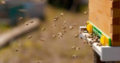 Las abejas que salvarán el planeta hacen la miel más pura en la Isla de Pascua