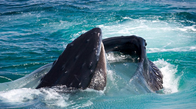 Una ballena azul ingiere diez millones de microplásticos al día