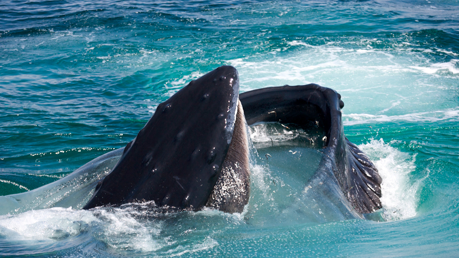 Una ballena azul ingiere diez millones de microplásticos al día
