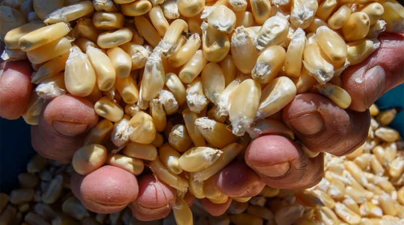 Importación de granos amenaza seguridad alimentaria en México: UNAM