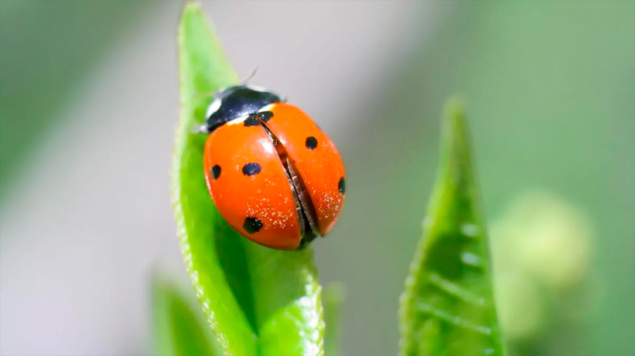 Científicos crean un robot que elimina cualquier tipo de insecto mediante láser para sustituir a los pesticidas