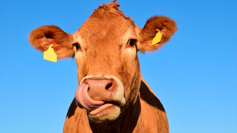 Desarrollan pastillas que reducen los eructos de las vacas