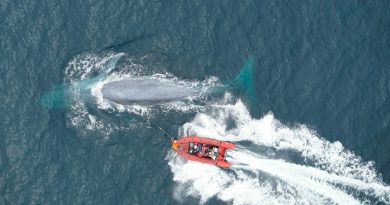 Las ballenas azules absorben más de 43 kilos de microplásticos al día, estiman científicos