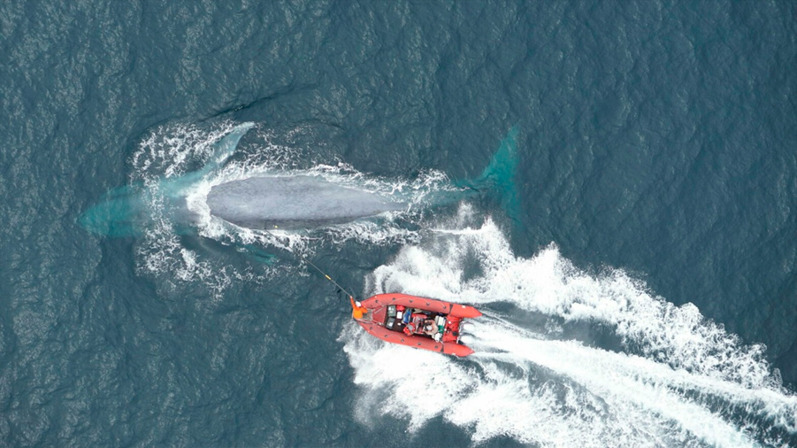 Las ballenas azules absorben más de 43 kilos de microplásticos al día, estiman científicos
