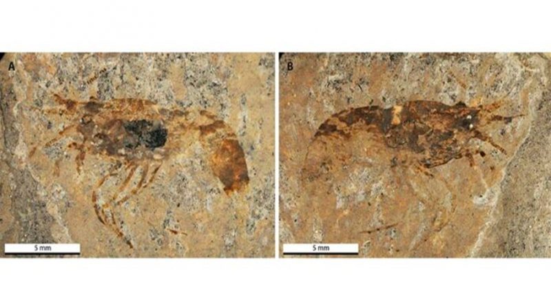 Descubren el camarón de agua dulce más antiguo de Alemania, ya extinto
