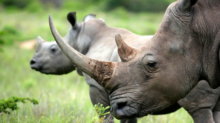 Los cuernos de los rinocerontes son más pequeños debido a la caza