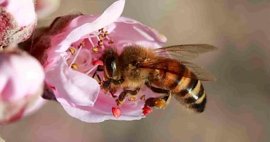 Descubren que los fertilizantes sintéticos limitan la polinización de los abejorros