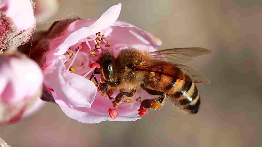 Descubren que los fertilizantes sintéticos limitan la polinización de los abejorros