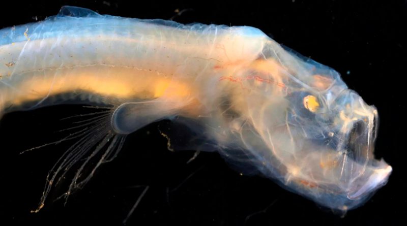Descubren una extraña anguila ciega con mandíbulas plegables