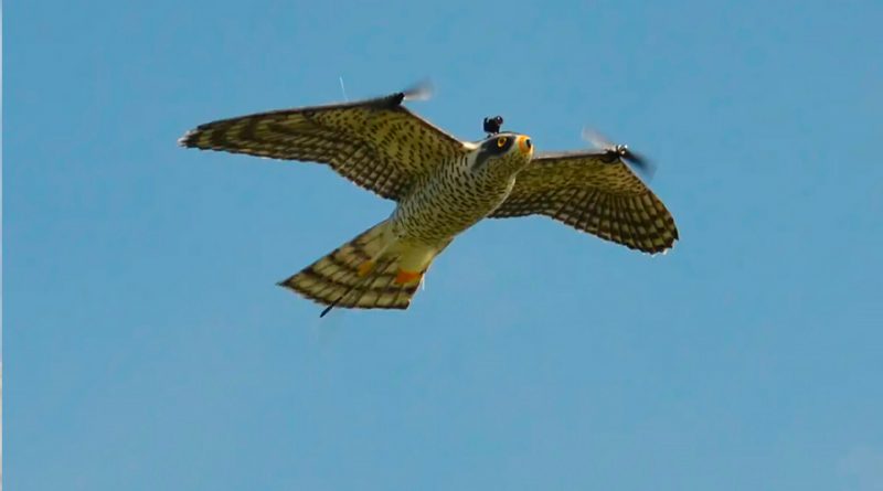Crean un drone con forma de halcón para evitar accidentes aéreos por culpa de las aves