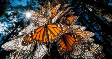 Mariposas monarca regresan a México en migración anual