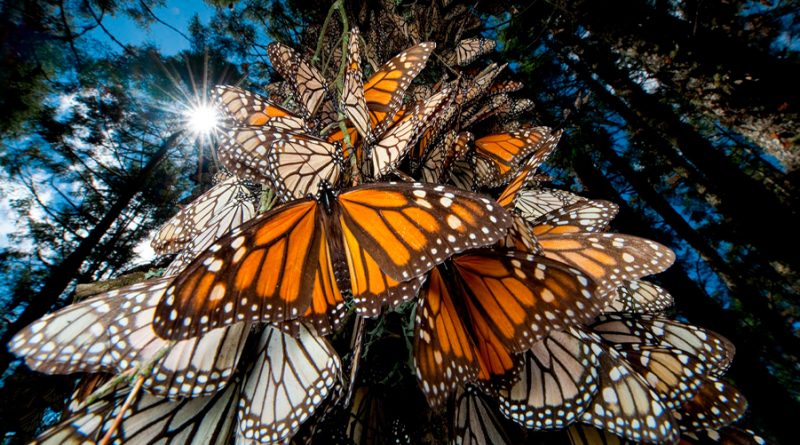 Mariposas monarca regresan a México en migración anual