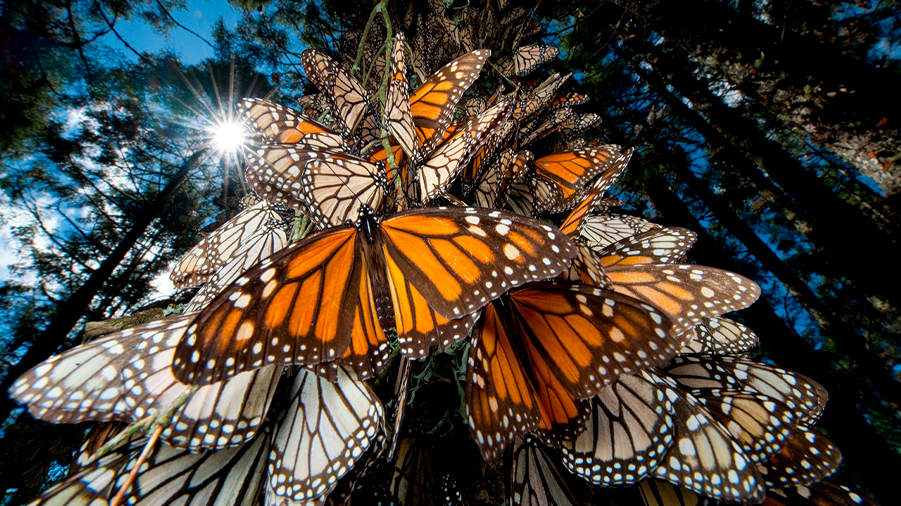 Mariposas monarca regresan a México en migración anual