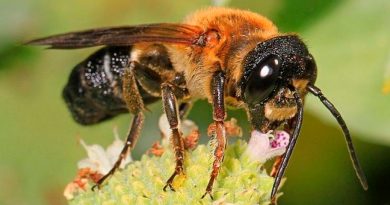 La abeja gigante de la resina invade Europa a un ritmo 'vertiginoso', y está en España desde 2018