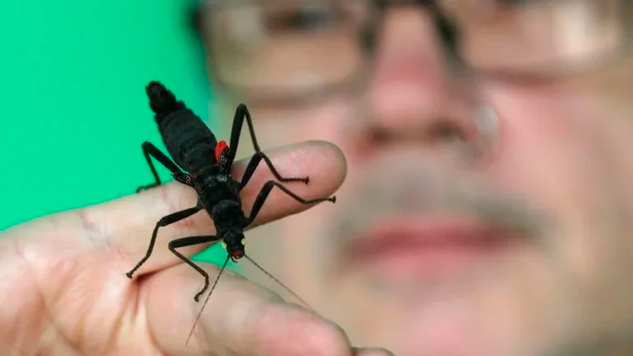 Estudio revela que los insectos sienten dolor de la misma manera que los humanos