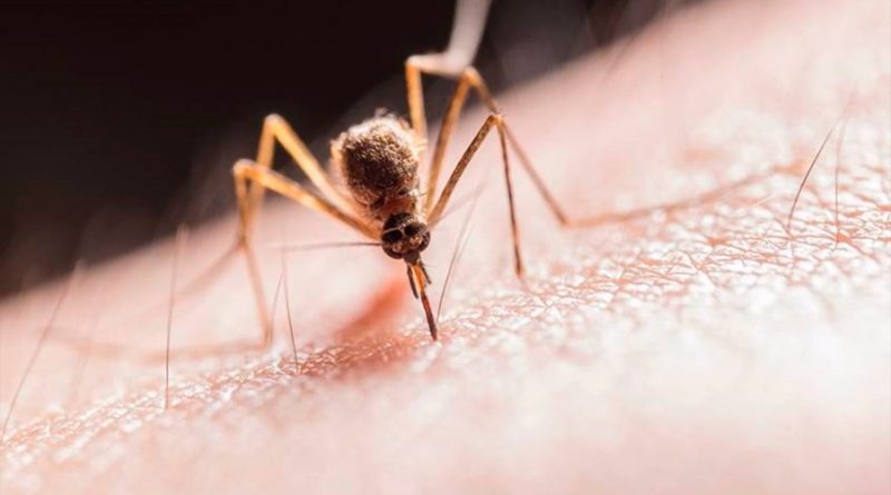 Un anticuerpo monoclonal previene la infección por malaria en África