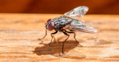 Las moscas captan el movimiento de los olores y lo usan para navegar