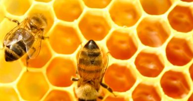 La vida útil de las abejas de miel es la mitad que hace 50 años