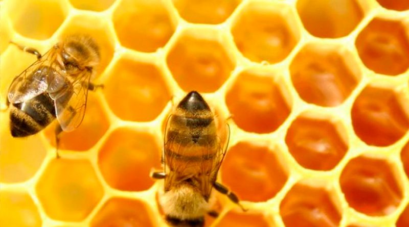 La vida útil de las abejas de miel es la mitad que hace 50 años