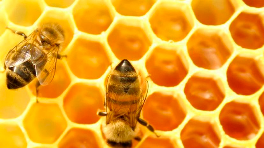 La vida útil de las abejas de miel es la mitad que hace 50 años