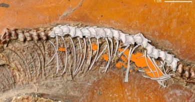Primera evidencia fósil de una serpiente vivípara