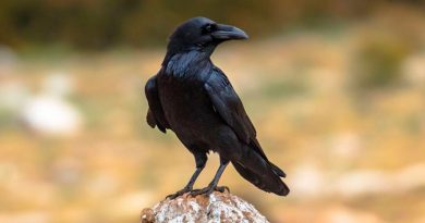 Los cuervos hacen algo que se creía una distinción del desarrollo de los humanos