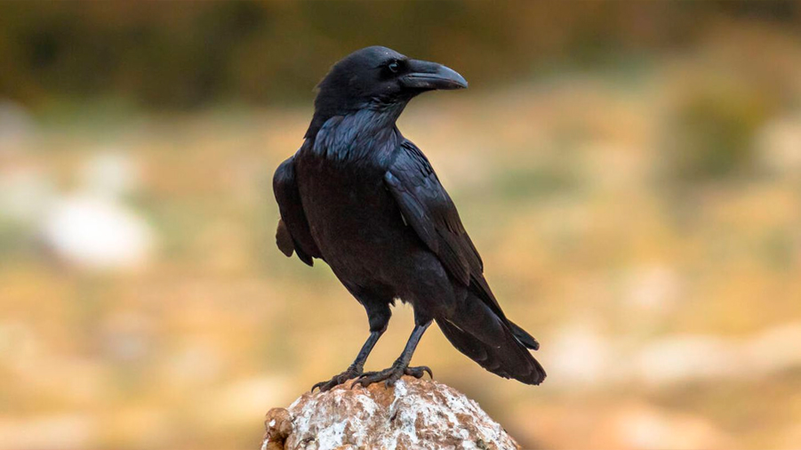 Los cuervos hacen algo que se creía una distinción del desarrollo de los humanos