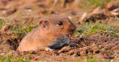 Investigadores de Tarragona descubren una nueva especie de roedor