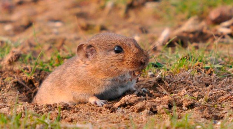Investigadores de Tarragona descubren una nueva especie de roedor