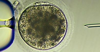 Creado el primer embrión de burro exitoso del mundo mediante fertilización in vitro