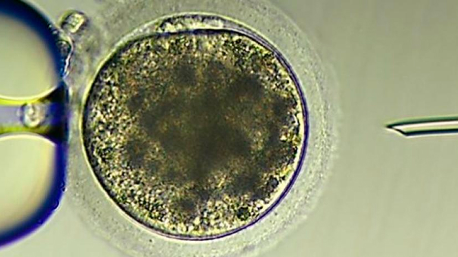 Creado el primer embrión de burro exitoso del mundo mediante fertilización in vitro