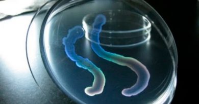 Cómo es la bacteria descubierta en Japón que forma un 'cuerpo' multicelular, como las plantas y los animales