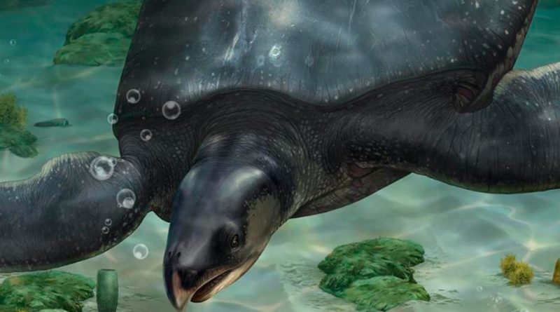 Descubren en el Pirineo los restos de la tortuga marina más grande de Europa